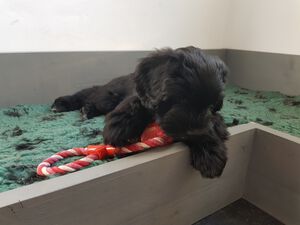 Schapendoes Ksenna-Schröder van de Roeskebeer